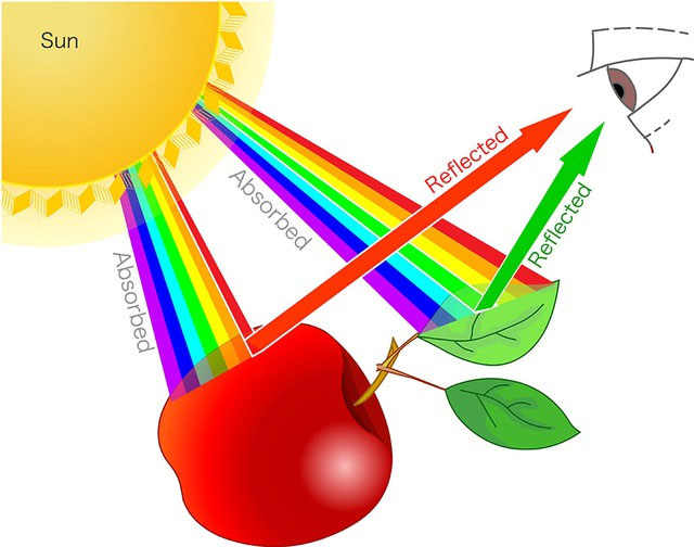 Bước sóng phản xạ từ bề mặt của một vật thể quyết định màu sắc của vật thể đó.