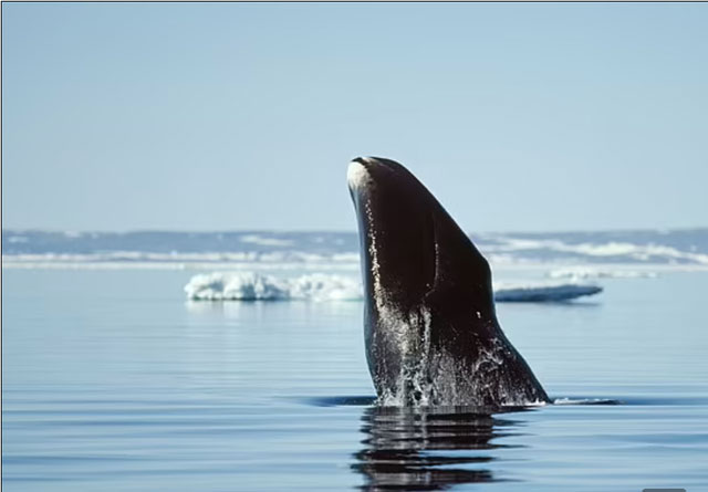 Cá voi Greenland có thể sống tới 200 tuổi. (Ảnh: Alamy).