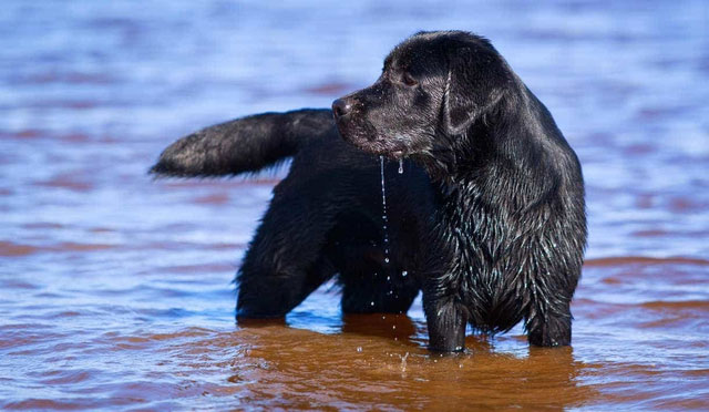 Những con chó Labrador Retriever có khởi đầu là chó săn vịt và sau khi chúng được đưa trở lại Anh vào những năm 1800, người Anh đã nhân giống chúng với mực đích làm bạn đồng hành trong những cuộc săn bắn. Ngày nay, chúng vẫn là loài chó săn mồi xuất sắc, có thể làm việc trong nhiều môi trường khác nhau, chúng có thể săn chim nước và săn thú trong nhiều giờ liền.