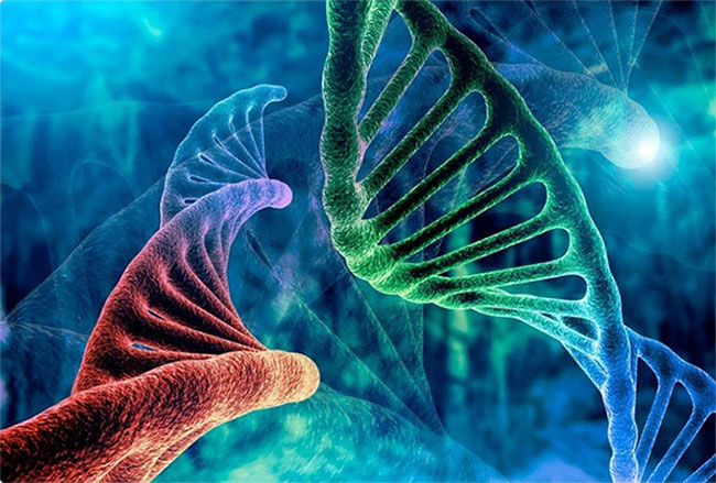 Sự lộn xộn DNA này không chỉ nằm rải rác giữa các gene, chúng còn thường làm gián đoạn ở giữa trình tự phát triển gene - (Ảnh: SHUTTERSTOCK).