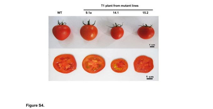 Ảnh Dòng cà chua đối chứng (WT) so với các dòng cà chua chỉnh sửa gene (T1). (Ảnh: Nhóm nghiên cứu).