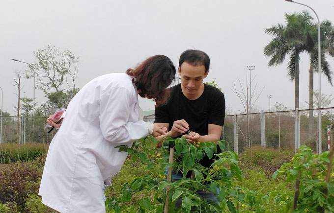 Ảnh Thành viên nhóm nghiên cứu đánh giá các đặc điểm hình thái của cây cà chua chỉnh sửa gene. (Ảnh: Nhóm nghiên cứu).