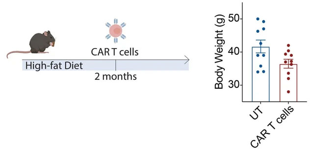 Tế bào CAR T giúp chuột già trẻ lại, chuột non lâu già hơn. (Ảnh: PHÒNG THÍ NGHIỆM COLD SPRING HARBOR).