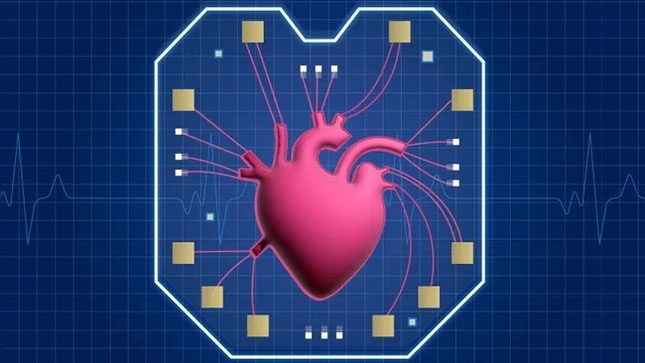 Mô hình trái tim trên chip được chụp trong phòng thí nghiệm. (Ảnh: Darwin Reyes-Hernandez và Derrick Butler/NIST).